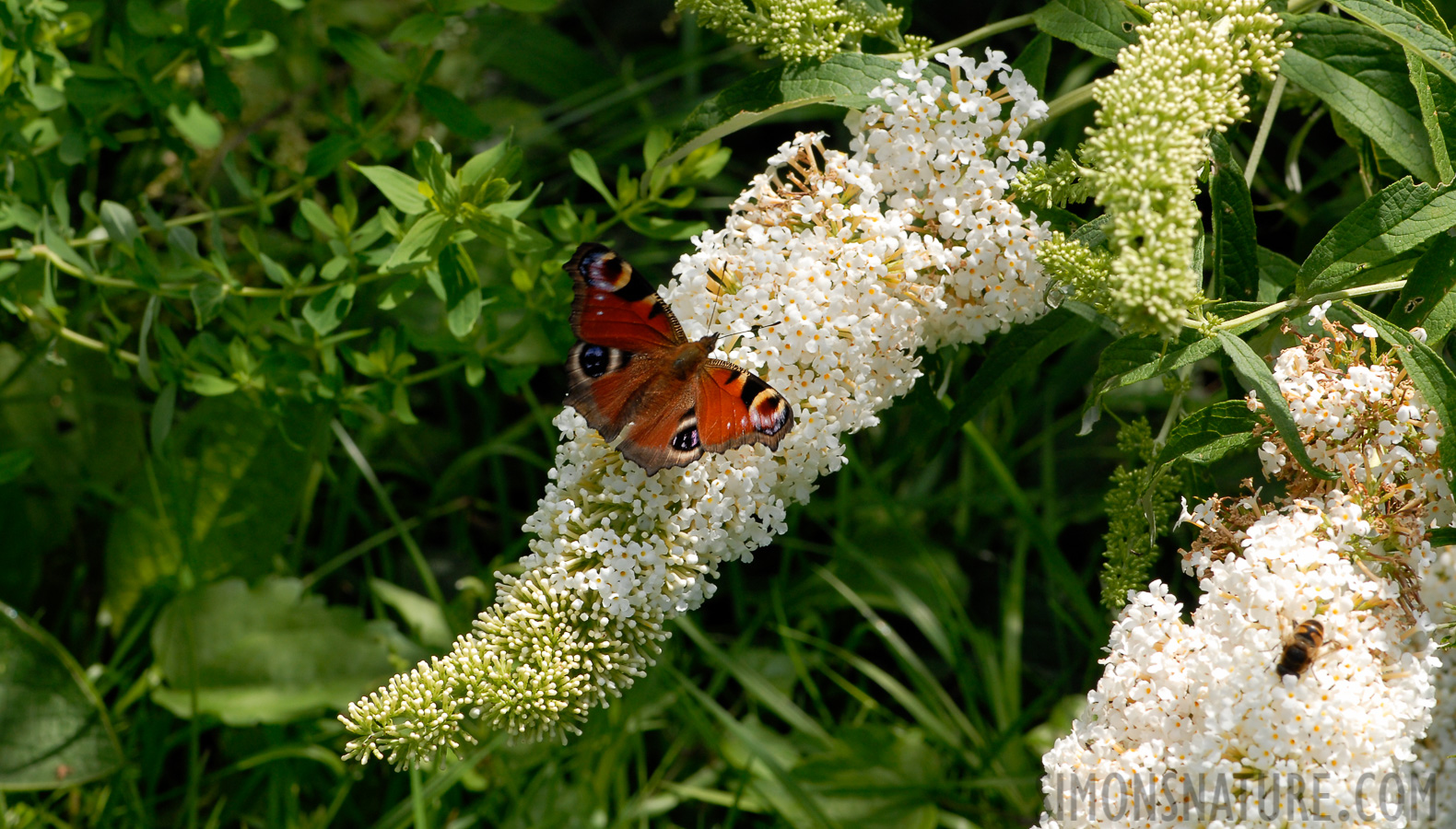 Aglais io [105 mm, 1/160 sec at f / 11, ISO 200]